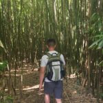 bamboo rainforest