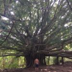 another giant banyan tree